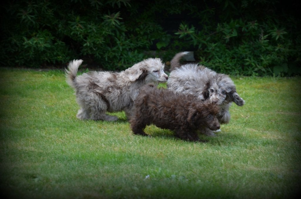 Poedel pups choco merle, Dieren en Toebehoren, Poedel, België, 8 tot 15 weken, Parvo
