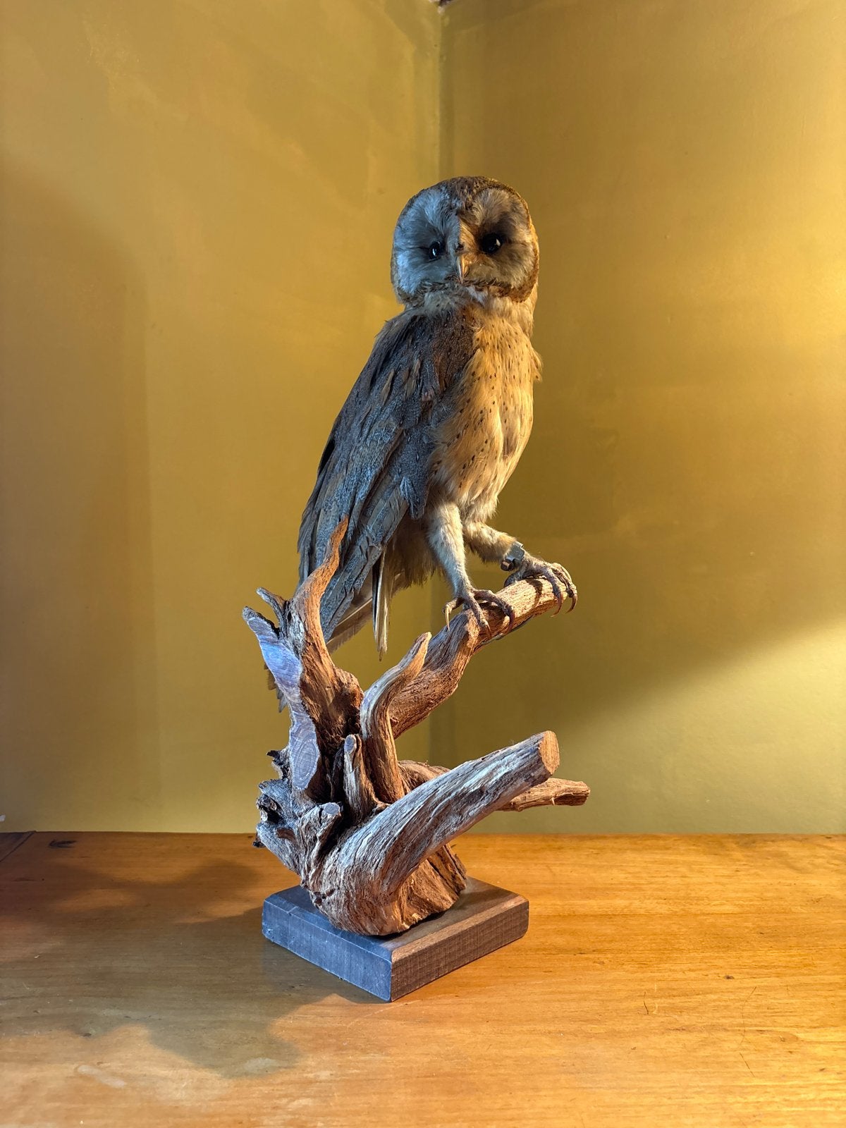 Opgezette Kerkuil - 45 cm hoog, Ophalen of Verzenden
