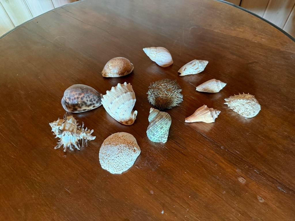 Diverse collectie schelpen en zee-egel, Ophalen of Verzenden, Gebruikt