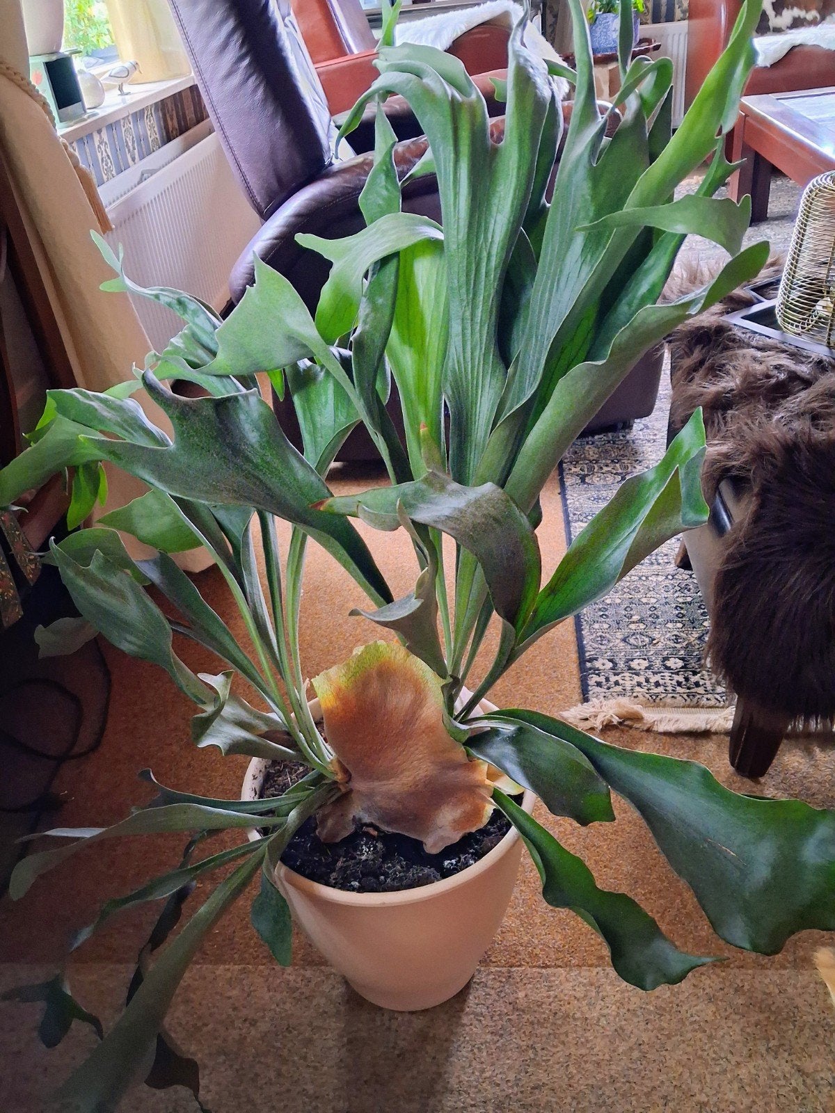 Prachtige Hertshoorn plant - 90 cm hoog, Ophalen, Overige soorten, In pot, Minder dan 100 cm