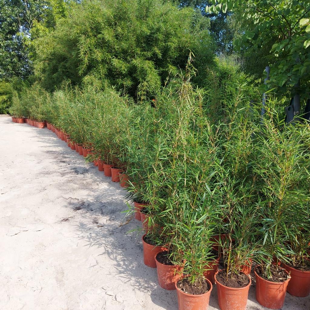 Bamboe  Fargesia en Phyllostachys, Ophalen of Verzenden, Bamboe, 100 tot 250 cm