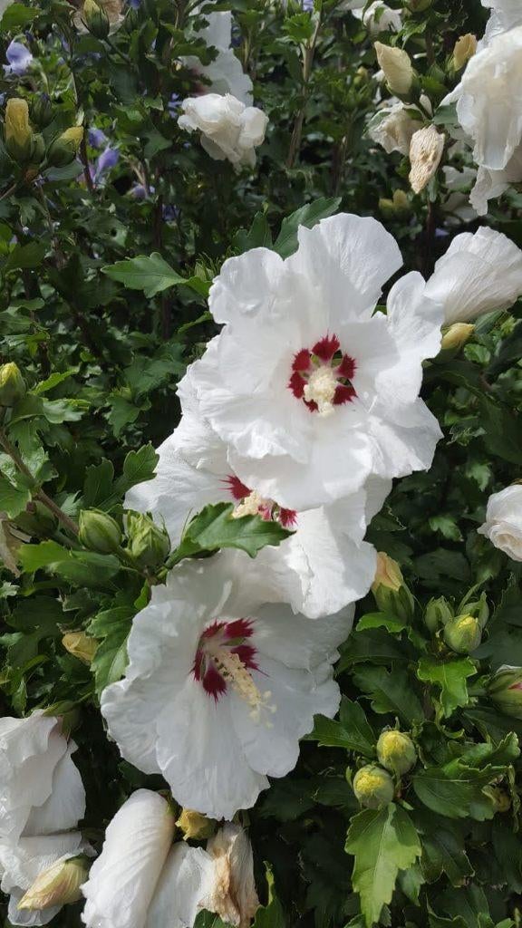 Hibiscus vaste planten (m2395600145)  Planten | Tuinplanten  Marktplaats