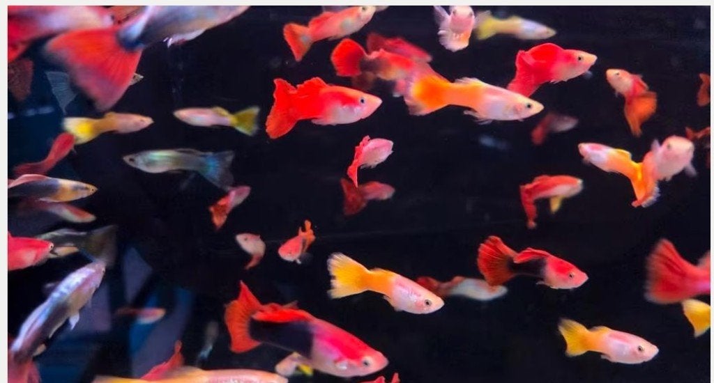 Mooie Guppy man mix - Gup - Koidream Valburg, Dieren en Toebehoren, Vissen | Aquariumvissen, Vis