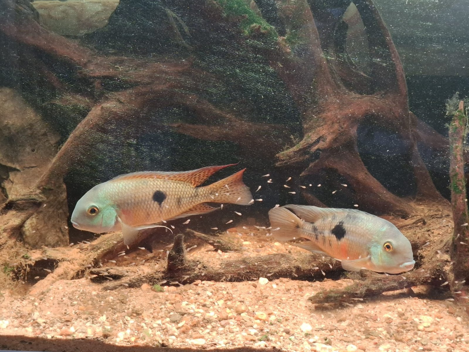 onverwant kweekkoppel Hypsophrys Nicaraguensis, Vis, Zoetwatervis