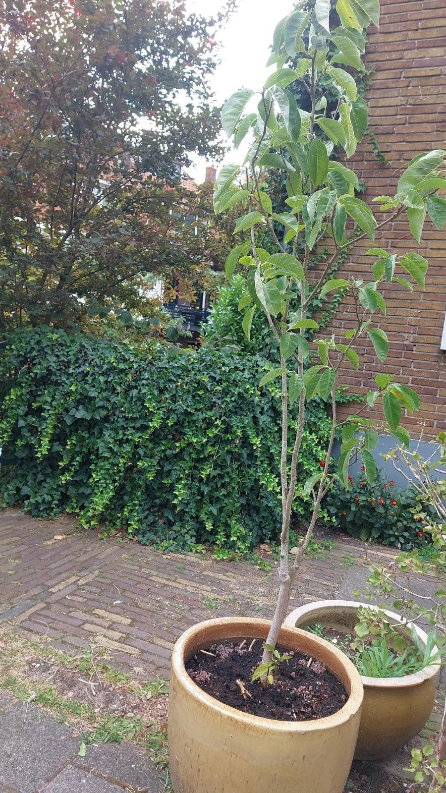 Gele Magnolia in prachtige geglazuurde pot, Volle zon, Vaste plant, Lente, Ophalen