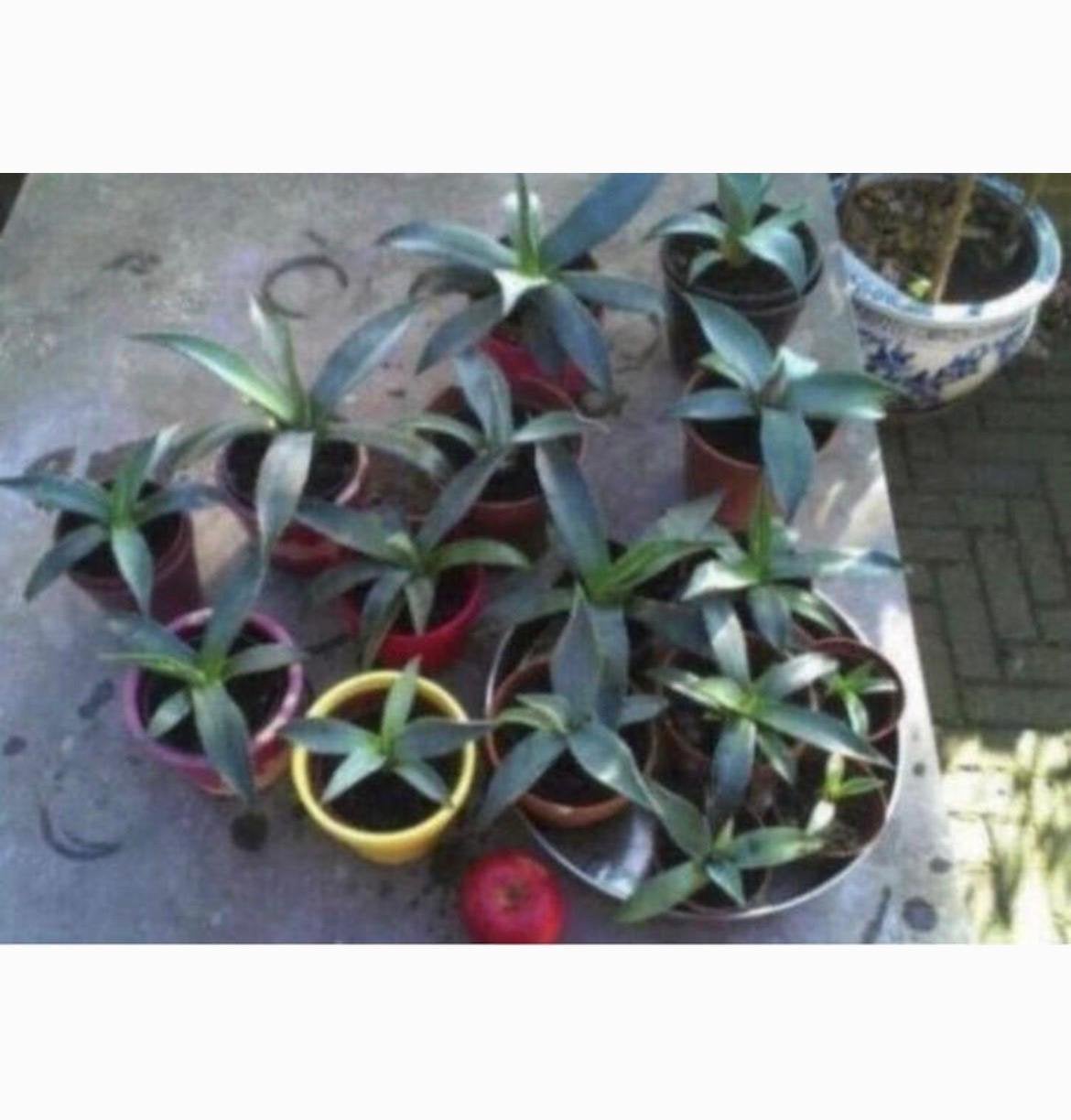 Bio Blauw Agave Americana in de pot zon warmte gezond, Ophalen of Verzenden, Minder dan 100 cm, In pot, Cactus