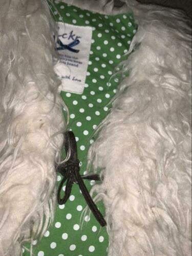 Lckr 98 104 bontje wit witte gilet vest vestje, Verzenden, Gebruikt, Meisje, Trui of Vest