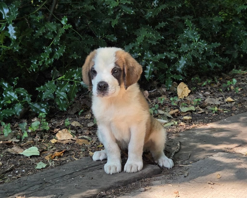 Nog 2 Sint-bernard pups mogen het nest verlaten, België, Particulier, Overige rassen, 8 tot 15 weken