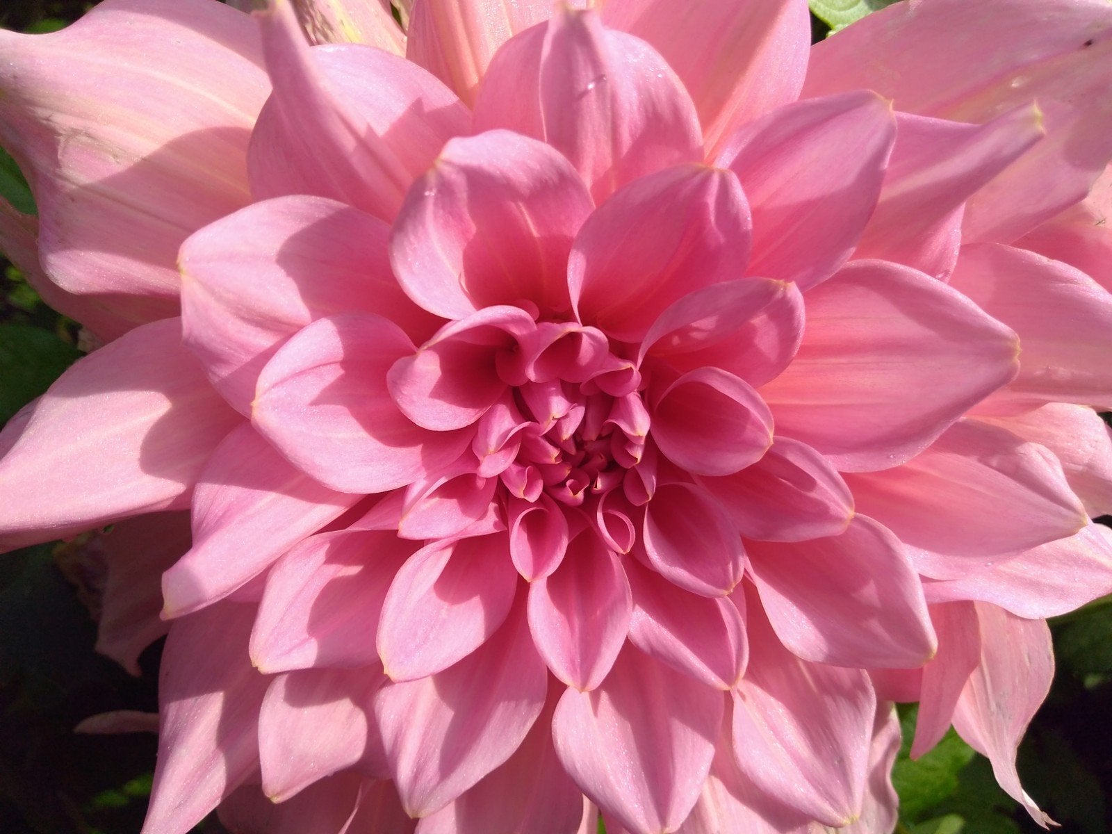 Dahlia 'Cafe au Lait Rosee' - Grootbloem dinnerplate, Tuin en Terras, Bloembollen en Zaden, Ophalen of Verzenden