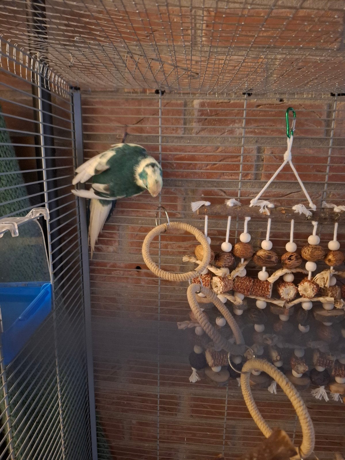 kakariki tekoop, Meerdere dieren, Parkiet, Tam