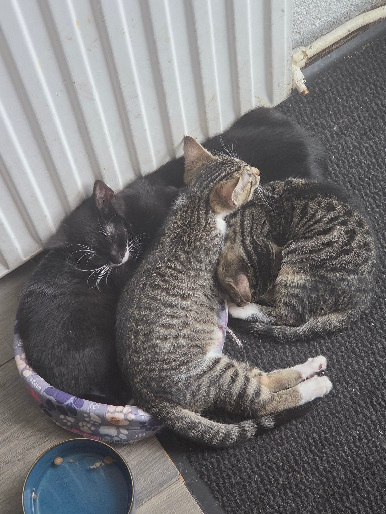 Kittens, Meerdere dieren, Kortharig, 0 tot 2 jaar
