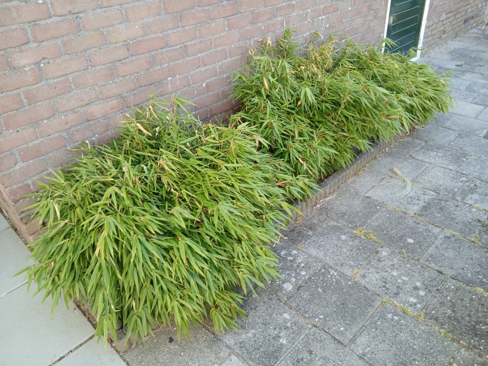 6x Bamboe plant, Ophalen