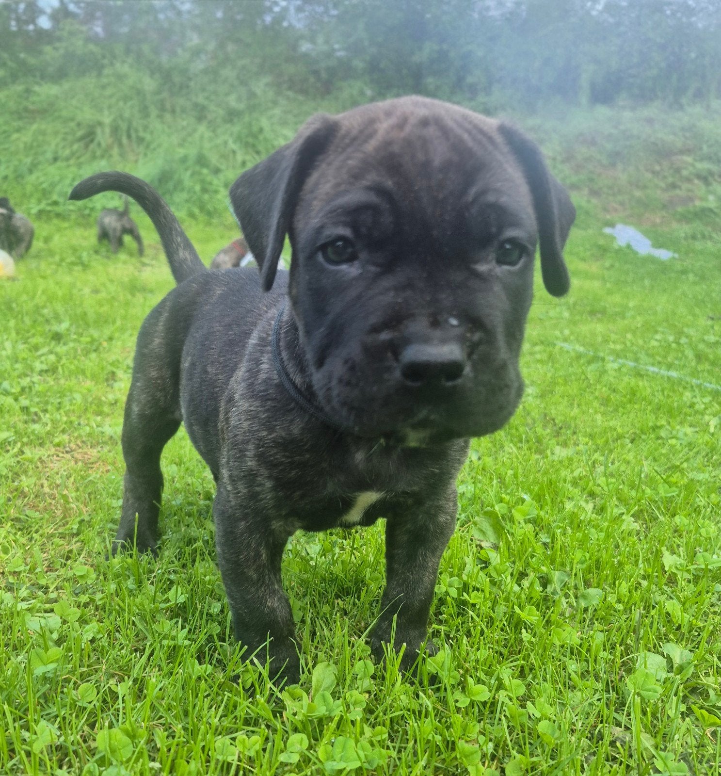 Presa canario pup reutje FCI, Nederland, Overige rassen, CDV (hondenziekte), 8 tot 15 weken