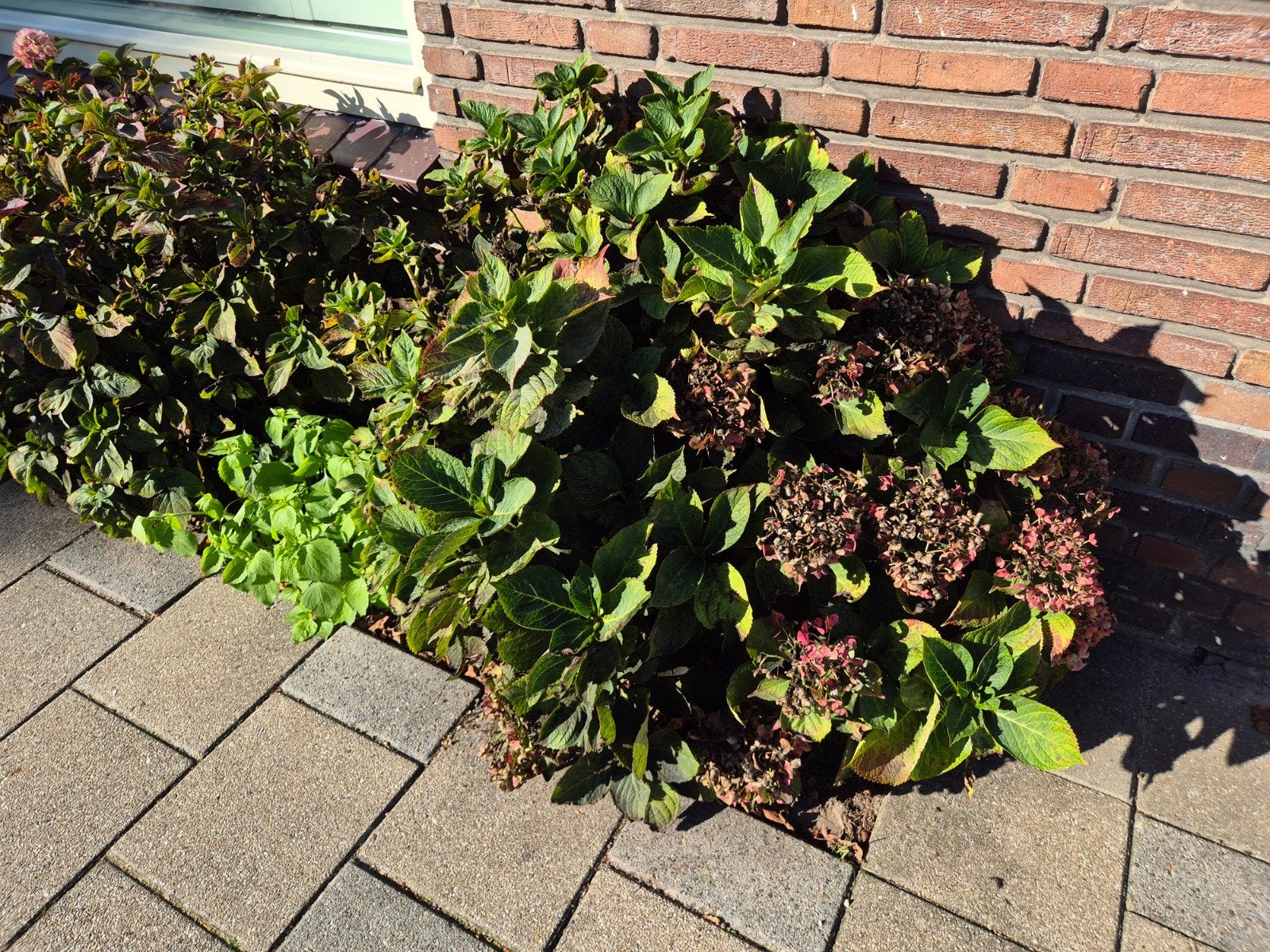 Hortensia's met wolluis - gratis af te halen, Vaste plant, Halfschaduw, Zomer, Ophalen