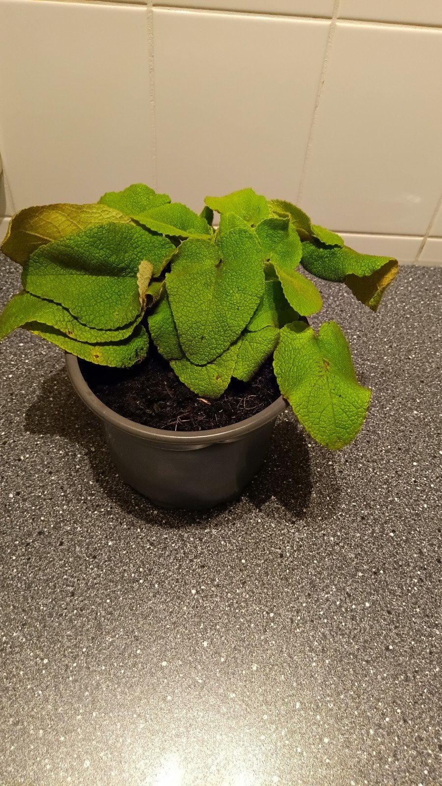 Buiten plant, Ophalen, Zomer, Vaste plant, Overige soorten
