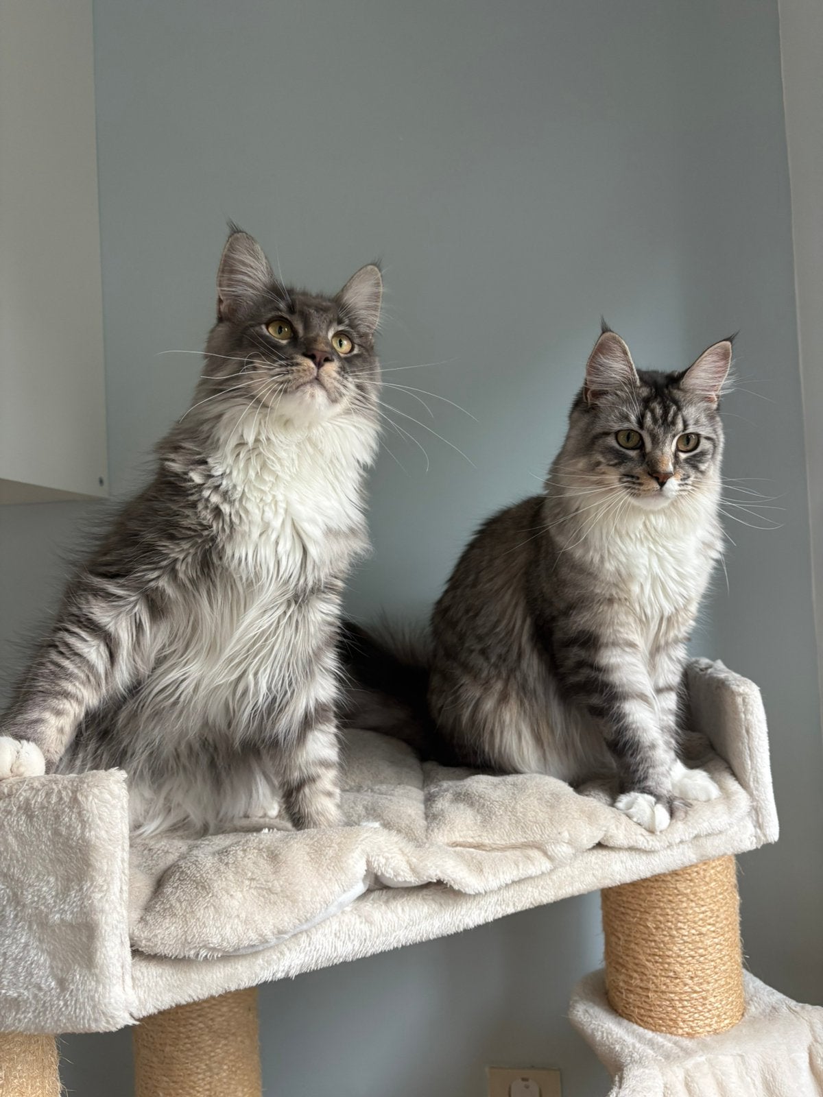 2 maine coons met stamboom en toebehoren, Meerdere dieren, Met stamboom, 0 tot 2 jaar