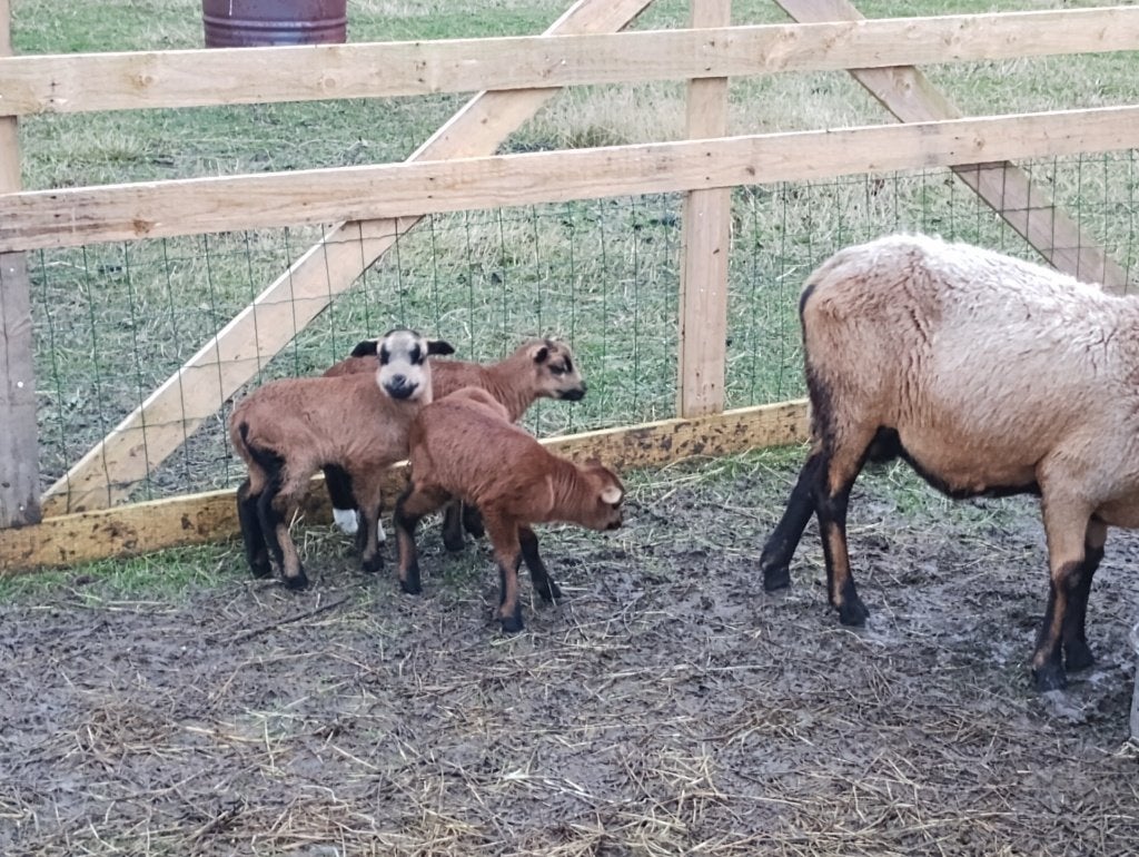 Barbados Black Belly schapen, Dieren en Toebehoren, Meerdere dieren, Schaap, 0 tot 2 jaar