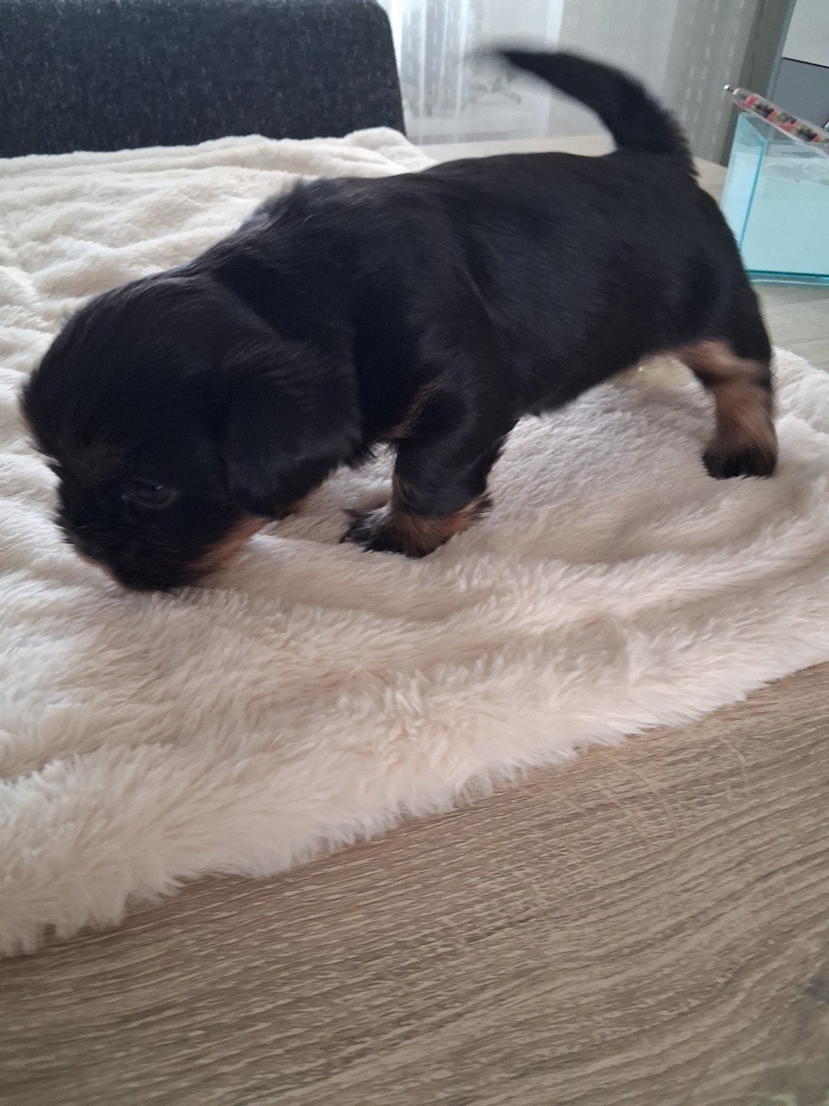 Mooie Boomer pup, 8 tot 15 weken, Meerdere, Meerdere dieren, Klein