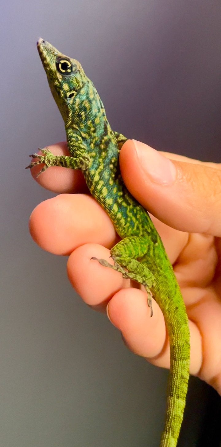 1.1 anolis roquet roquet riviére pilote, 0 tot 2 jaar