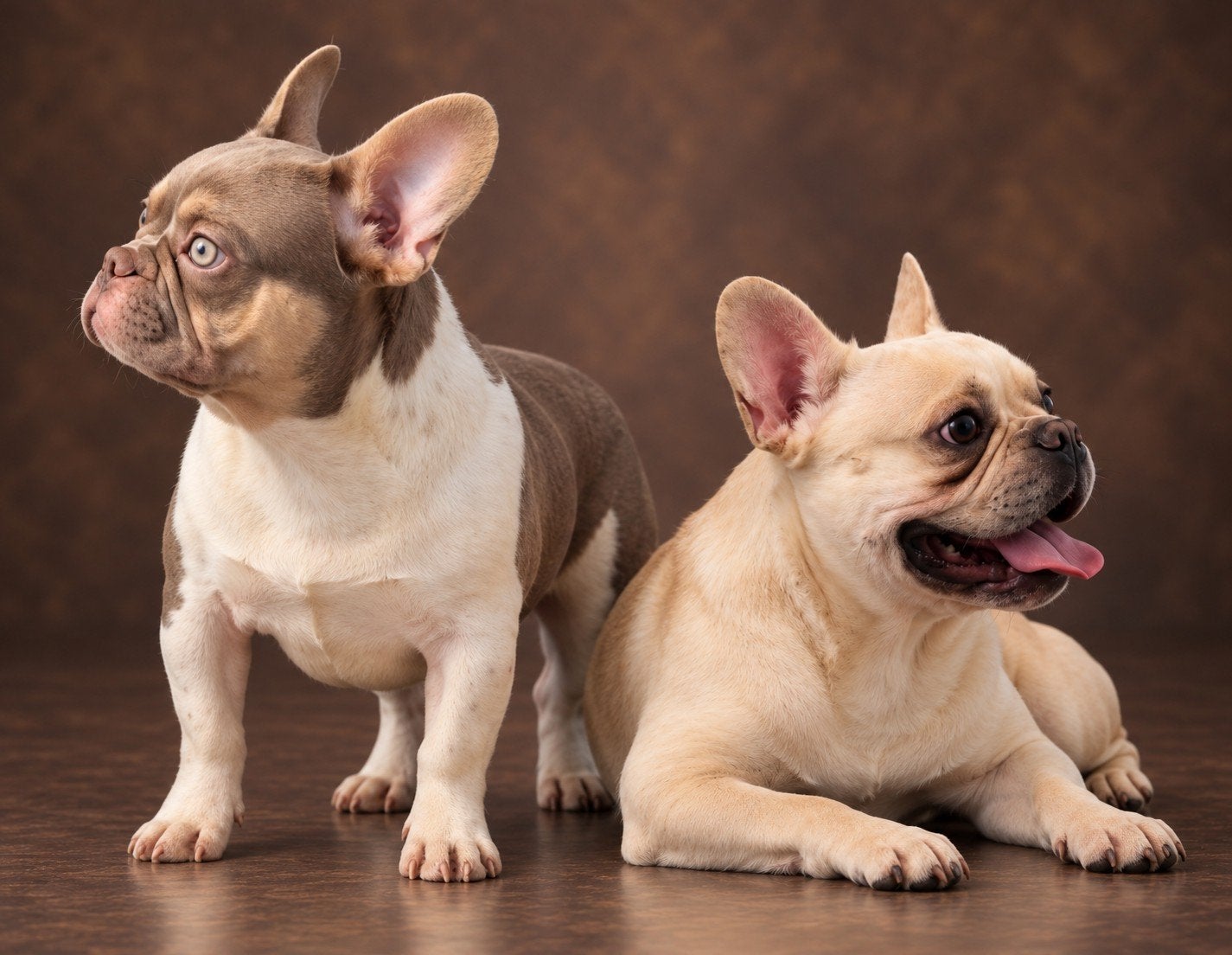 🥰 2 prachtige franse bulldog DEKREUEN Lorenzo & Storm🥰