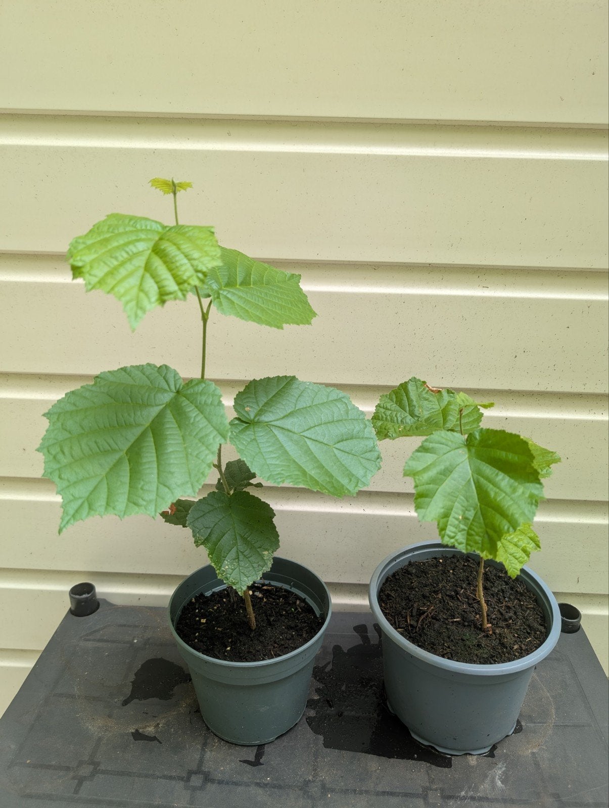 Hazelaar planten x 2, Ophalen, Overige soorten, Struik, Minder dan 100 cm