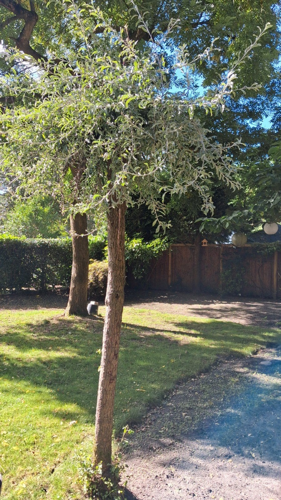 Smalbladige olijf wilg, Tuin en Terras, Ophalen, Volle zon, Overige soorten