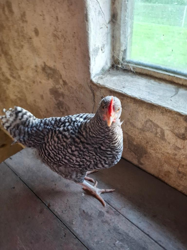Twee jonge Hollandse Blauwe hanen te koop, Dieren en Toebehoren, Pluimvee, Mannelijk, Kip