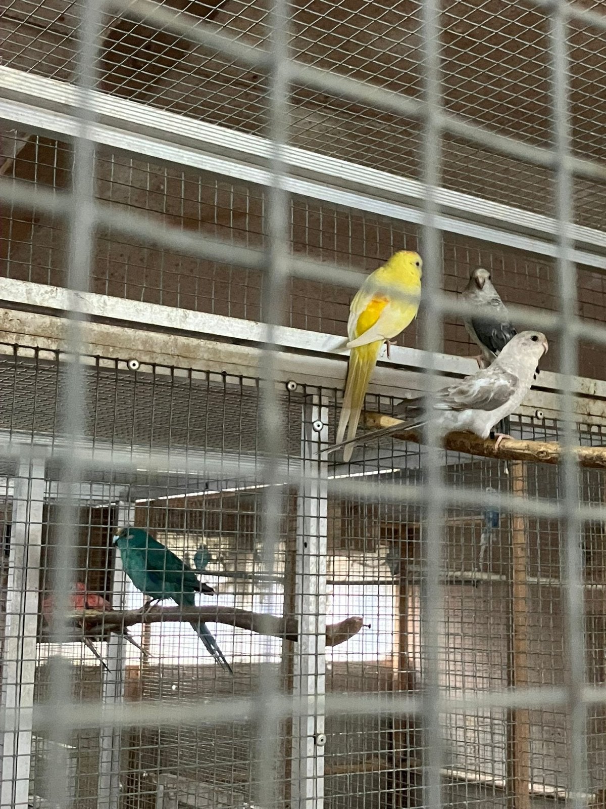 Roodrug parkieten te koop, Meerdere dieren, Parkiet, Geringd