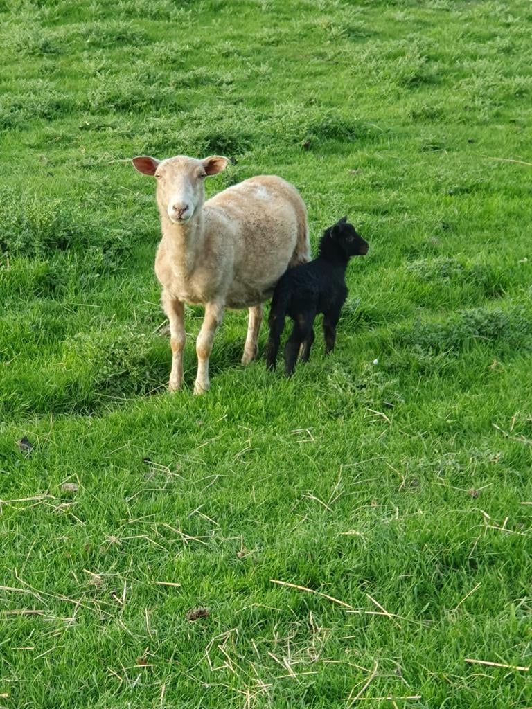 Maasduinen nolana black belly onderhoud arm schaap lammeren, Dieren en Toebehoren, Meerdere dieren, Schaap