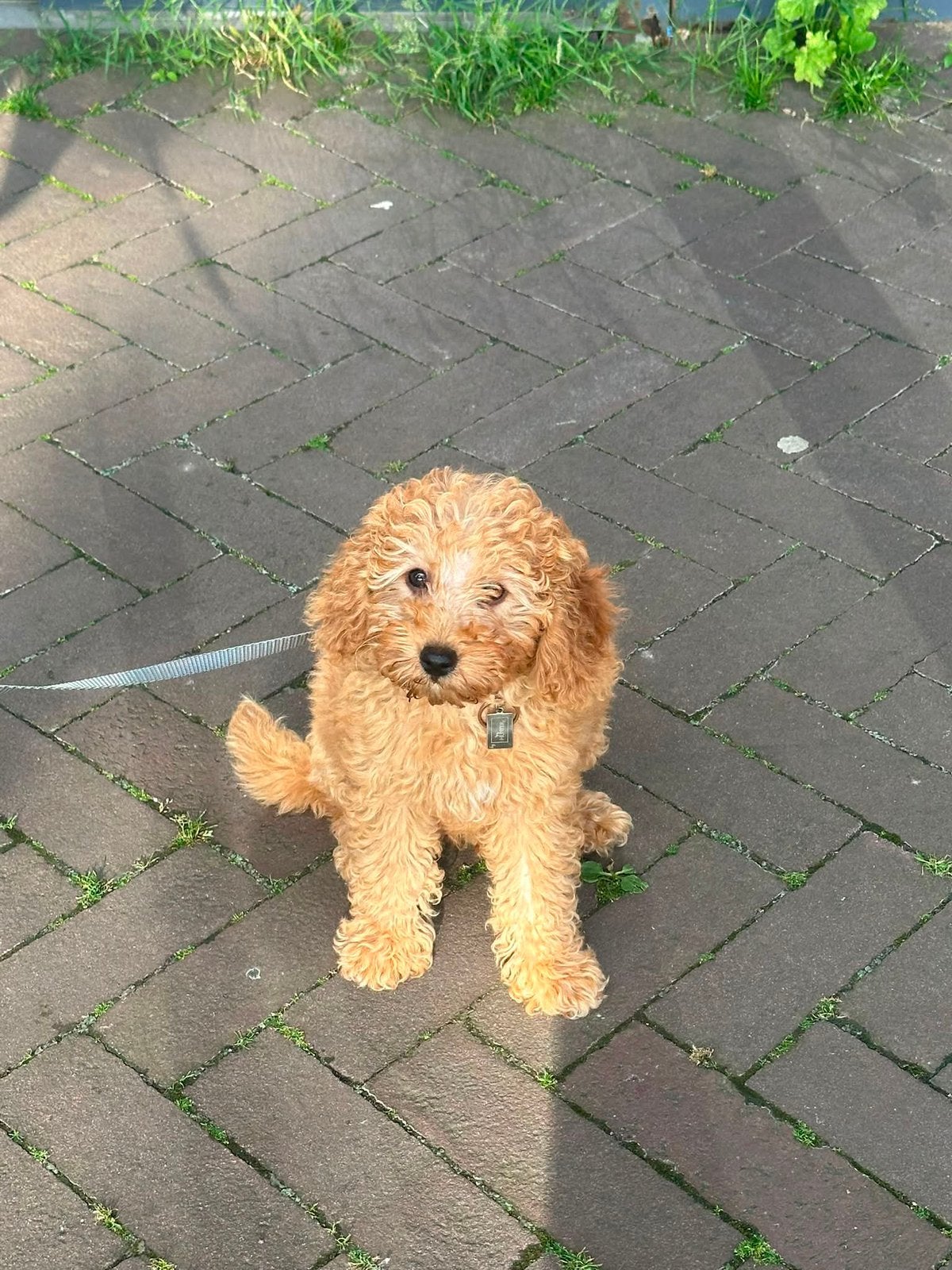 Cockapoo puppy, Dieren en Toebehoren, Honden | Chihuahua's en Gezelschapshonden, Parvo, 8 tot 15 weken, Eén hond, Nederland