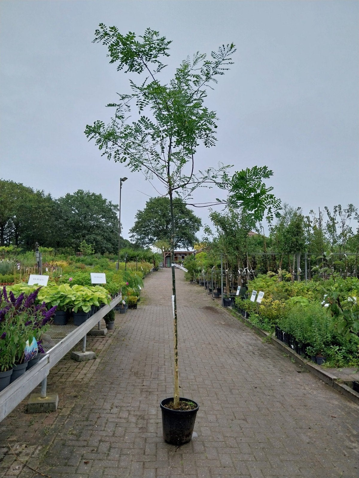 Sophora boom in pot - Ideaal voor elke tuin, Tuin en Terras, Overige soorten, 250 tot 400 cm, Zomer, Ophalen