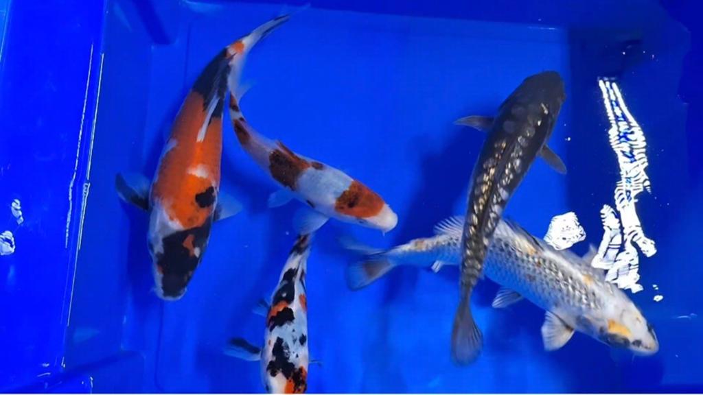 MOOIE KOI, Karper of Koi