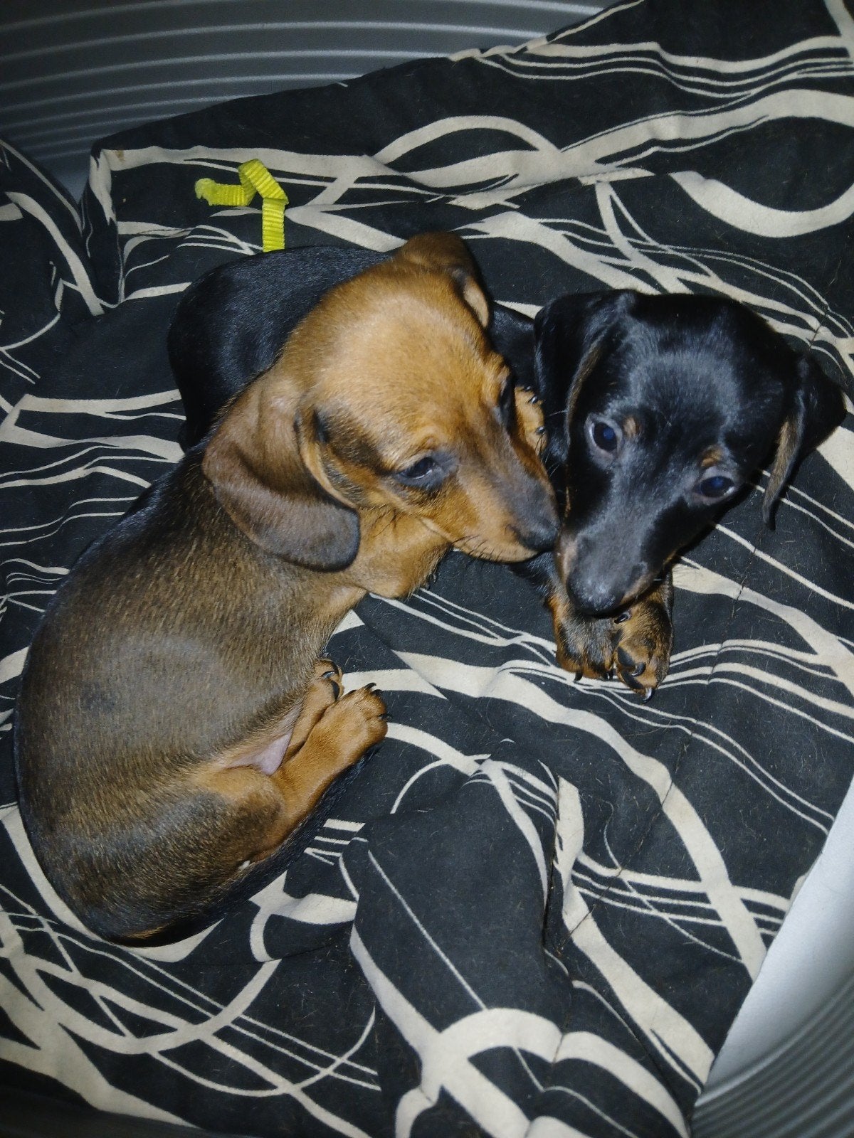 Kortharige dwergteckel X kaninchen pups reutjes., Dieren en Toebehoren, 8 tot 15 weken, Korthaar, Dwerg, CDV (hondenziekte)