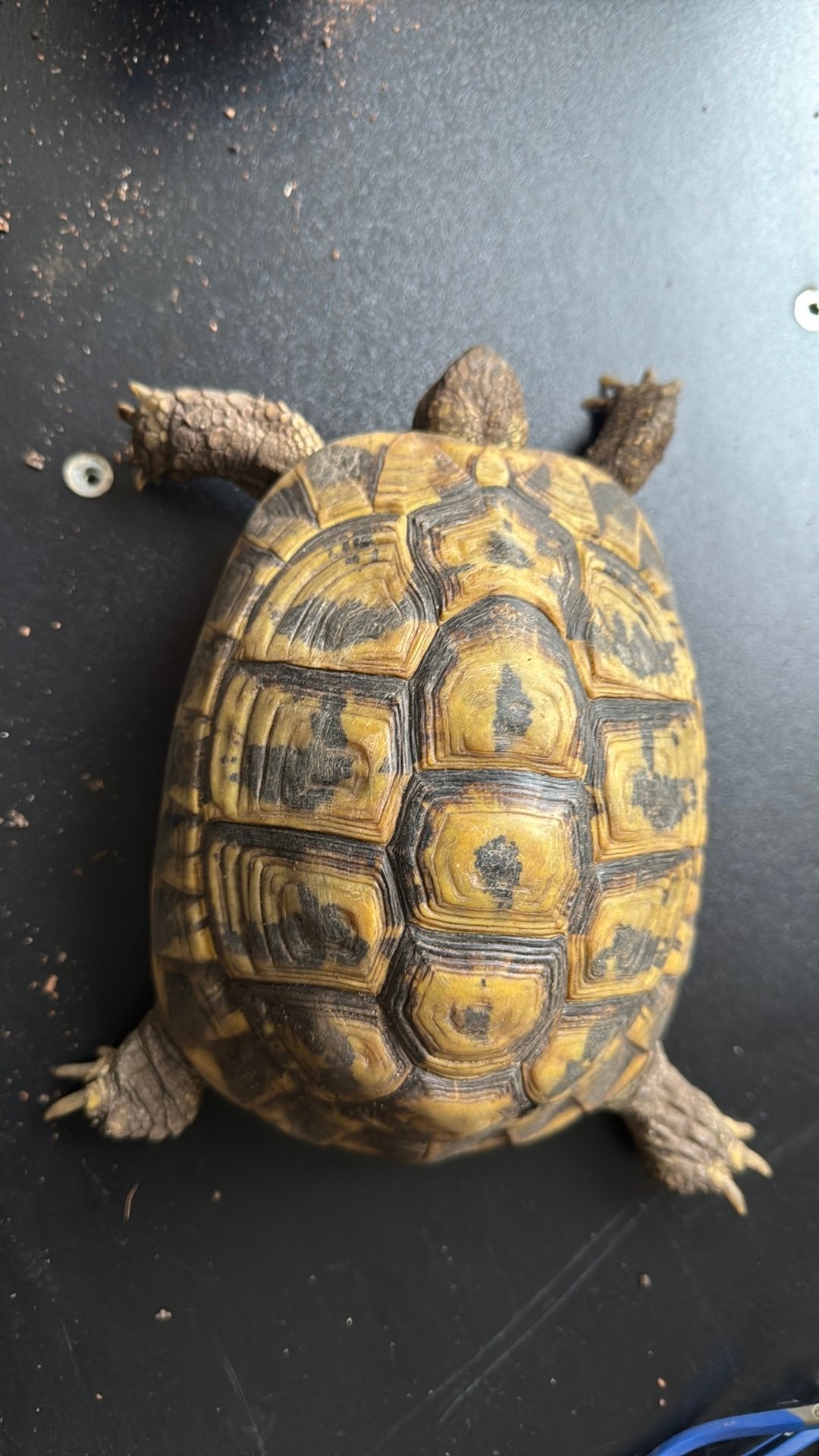 Testudo Herm. Hermanni vlw vrouw