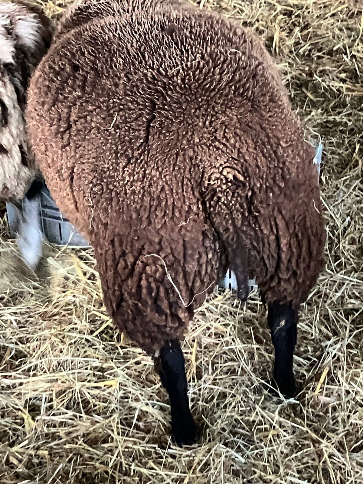 Beste ooilammeren, Dieren en Toebehoren, Vrouwelijk, Schaap