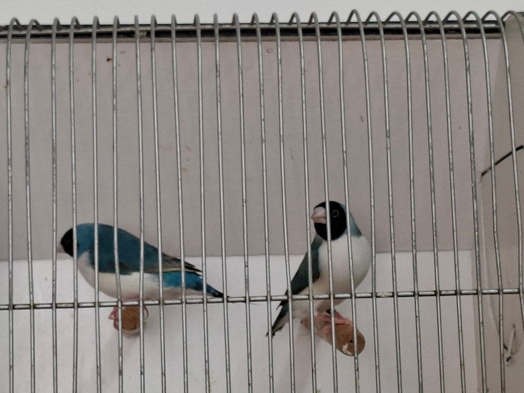 blauwe gouldamadines, Meerdere dieren, Tropenvogel, Geringd