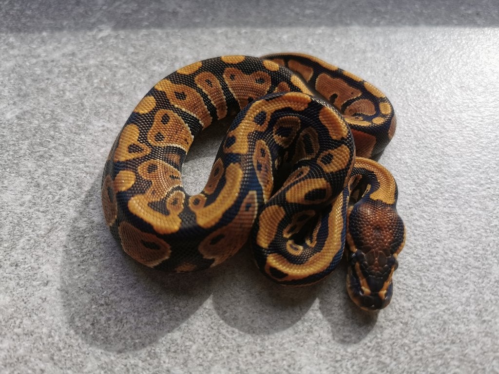 0.1 Koningspython (het Clown) Ball Python photo 5