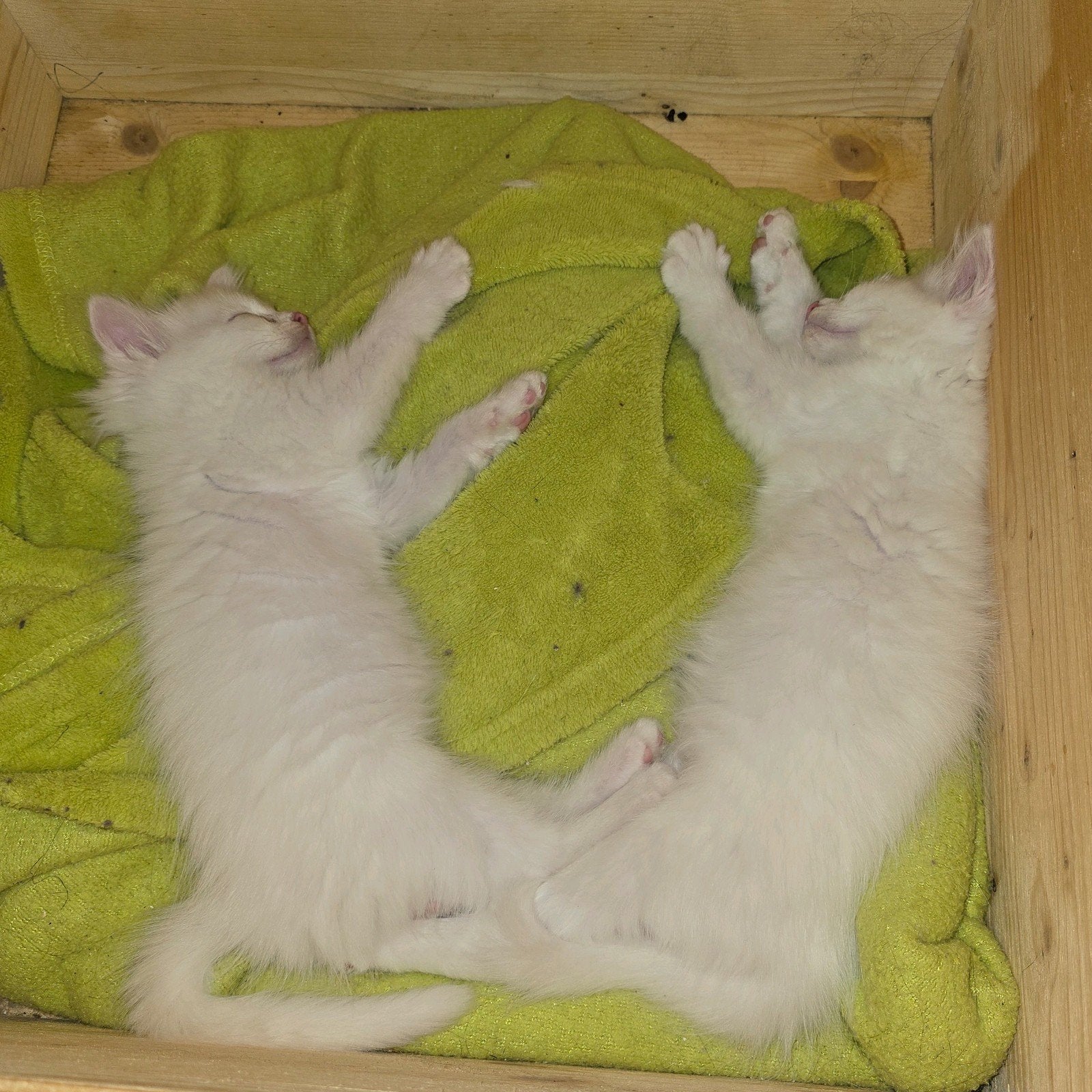 Witte (horende) kittens, Dieren en Toebehoren, Katten en Kittens | Raskatten | Langhaar, Meerdere dieren, 0 tot 2 jaar