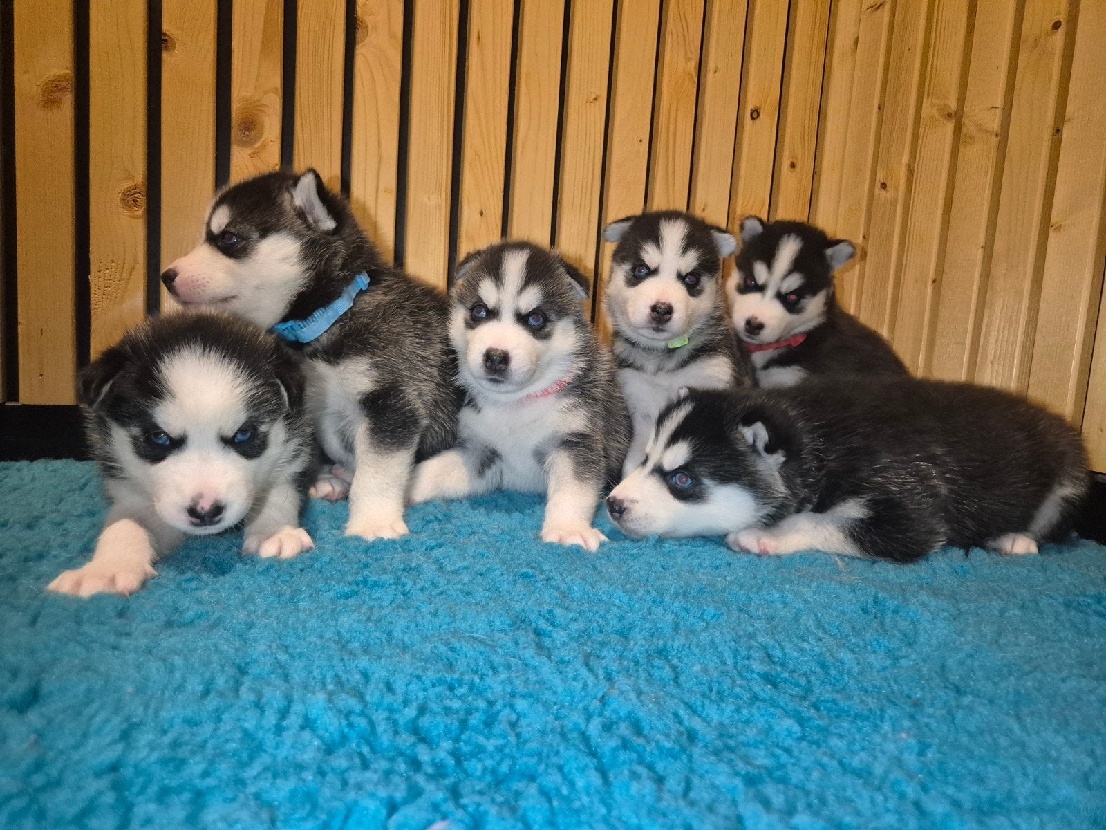 Siberische Husky Pups, Dieren en Toebehoren, Honden | Poolhonden, Keeshonden en Oertypen, 8 tot 15 weken, Poolhond, Meerdere, Meerdere dieren