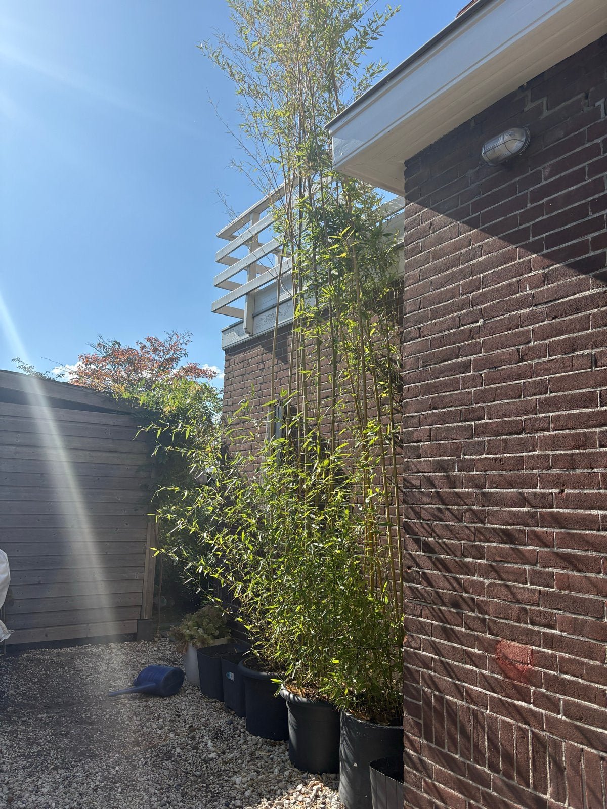 Grote Bamboeplanten in 3 potten, Tuin en Terras, Planten | Tuinplanten, Vaste plant, Siergrassen, Ophalen of Verzenden, Bloeit niet