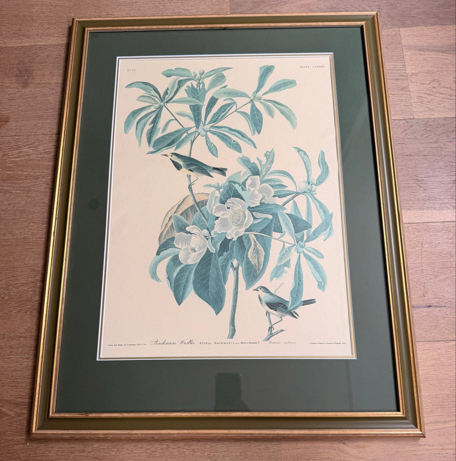 Ingelijste Bachman's Warbler print - Audubon stijl, Ophalen of Verzenden, Print, Prent, Achter glas