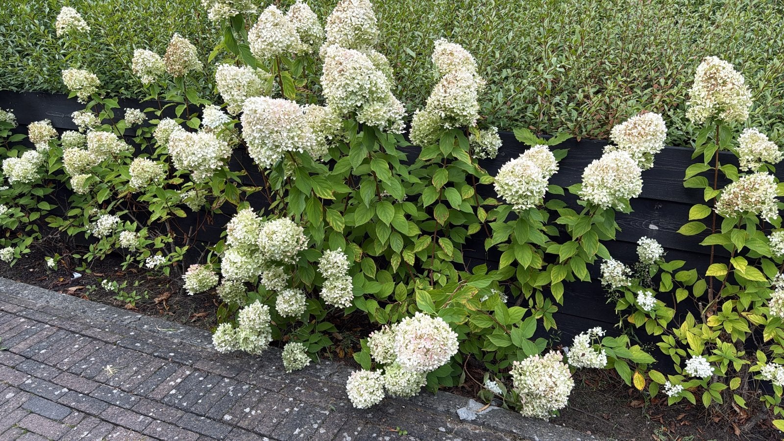 Hortensia Paniculata 'Limelight' - Grote witte bloemen, Tuin en Terras, Volle zon, Vaste plant, Zomer, Ophalen