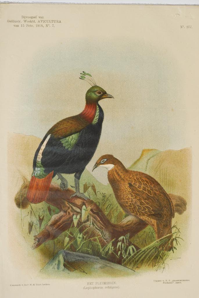 De Himalayaglansfazant - Antieke illustratie (1918), Verzenden, Voor 1940, Zo goed als nieuw, Dier