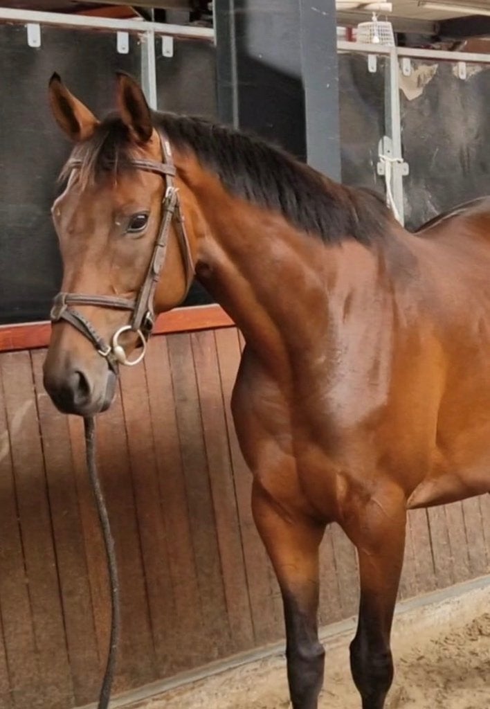 Super brave en lieve 5jarige E pony merrie, B, 3 tot 6 jaar, Recreatiepony, Merrie