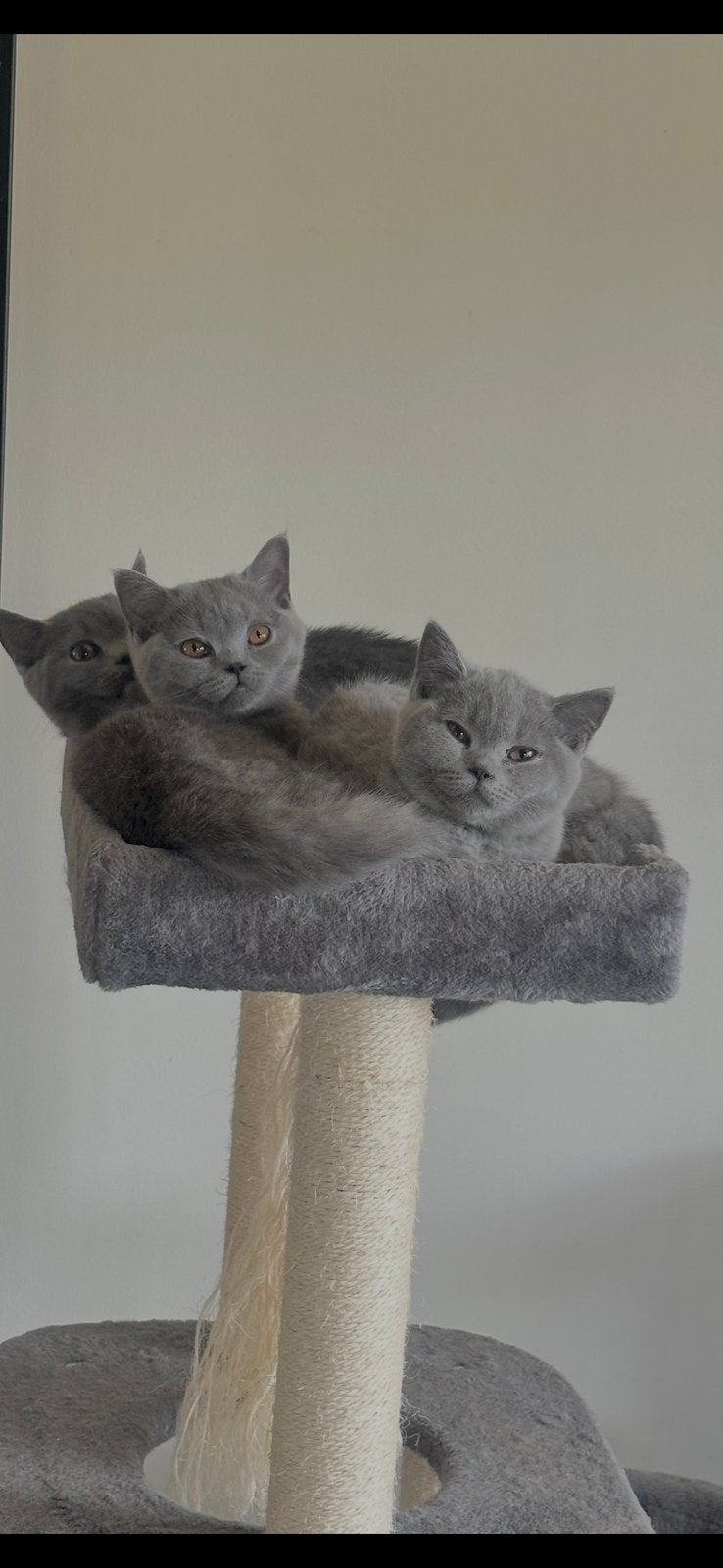 Britse korthaar kittens met stamboom uit kampioenslijnen., Dieren en Toebehoren, Katten en Kittens | Raskatten | Korthaar, Meerdere dieren