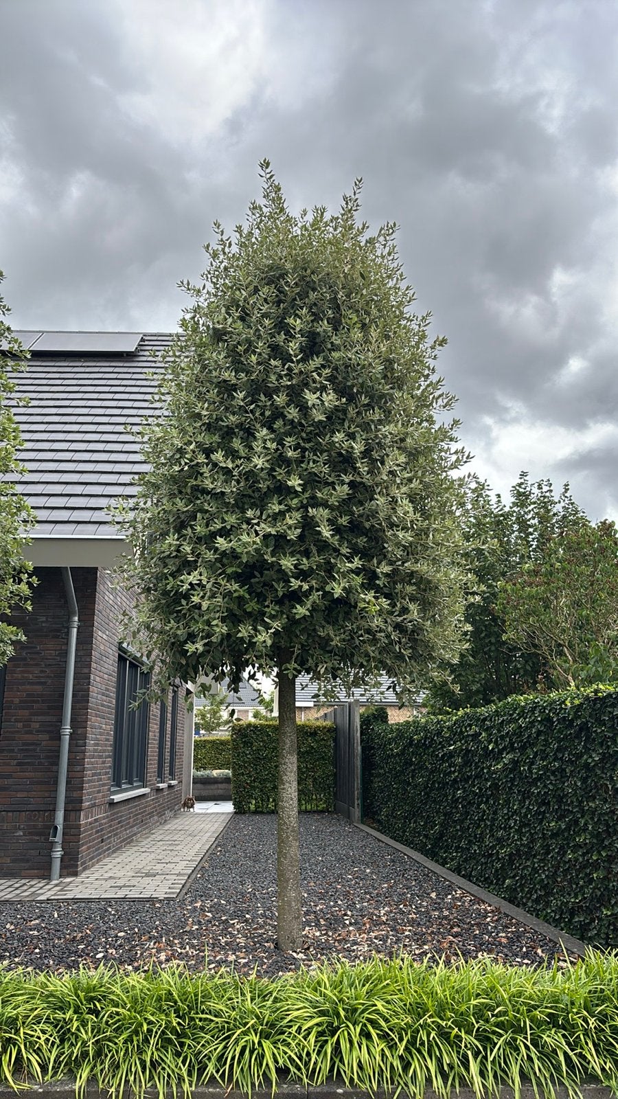 Steeneik, Bloeit niet, Overige soorten, 400 cm of meer, Ophalen