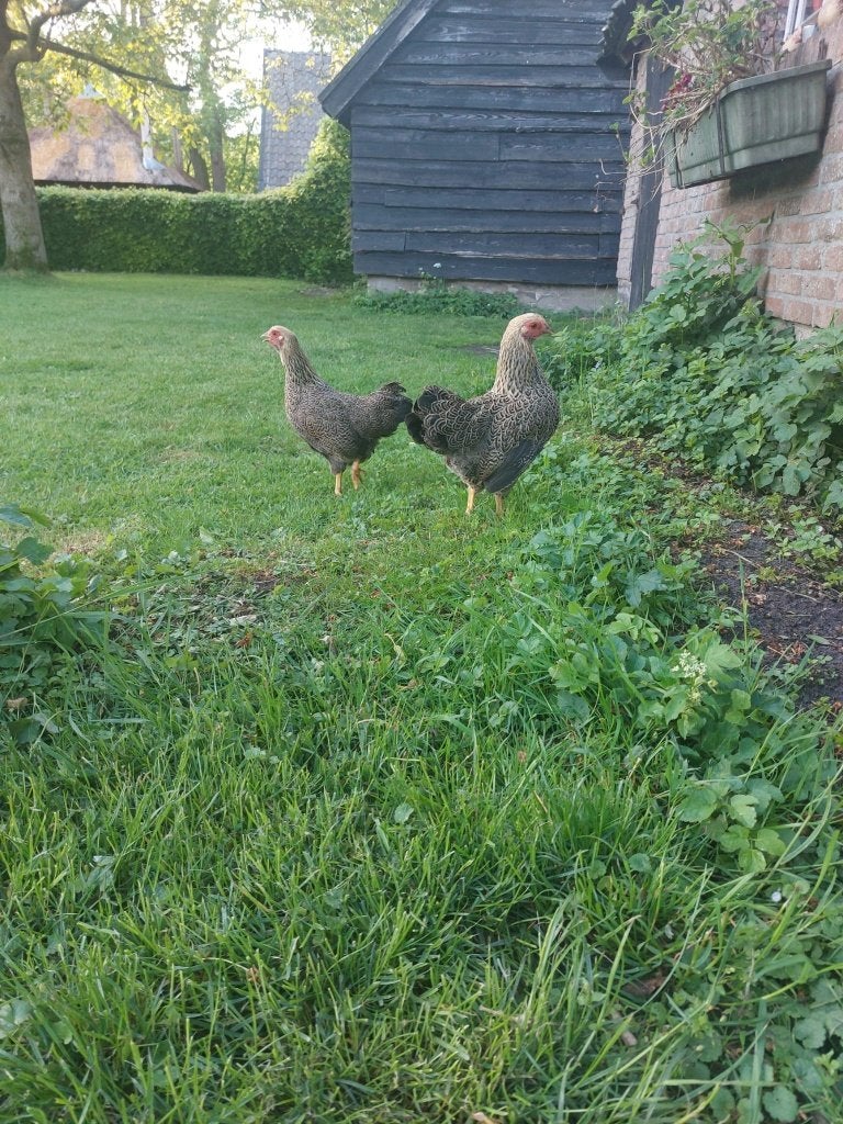 Wyandottekriel – tegen de leg – verschillende kleurslagen, Dieren en Toebehoren, Vrouwelijk, Kip