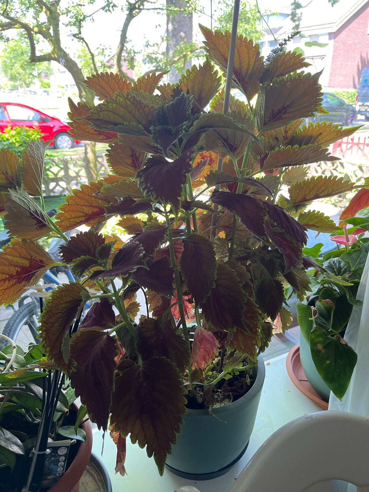 Grote coleus/siernetel mooie kamerplant met unieke bladeren, 100 tot 150 cm, Overige soorten, In pot, Groene kamerplant