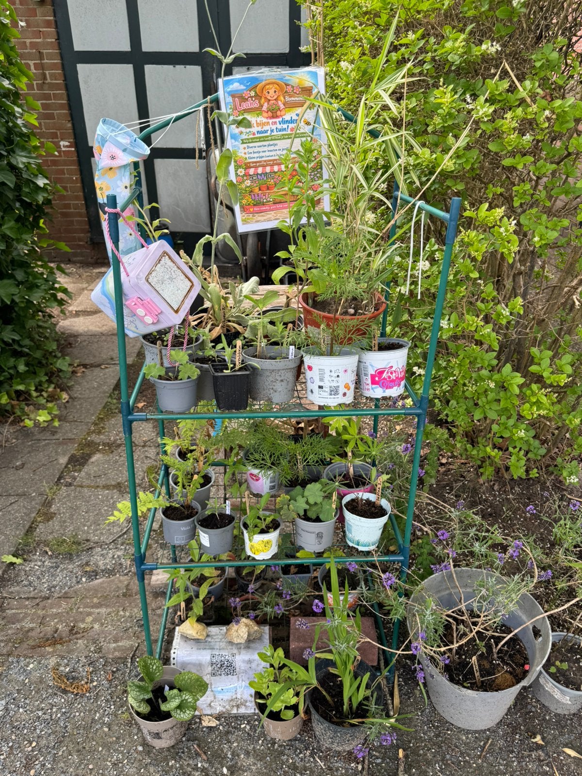 Mooie biologische plantjes voor weinig, Ophalen, Overige soorten, Volle zon
