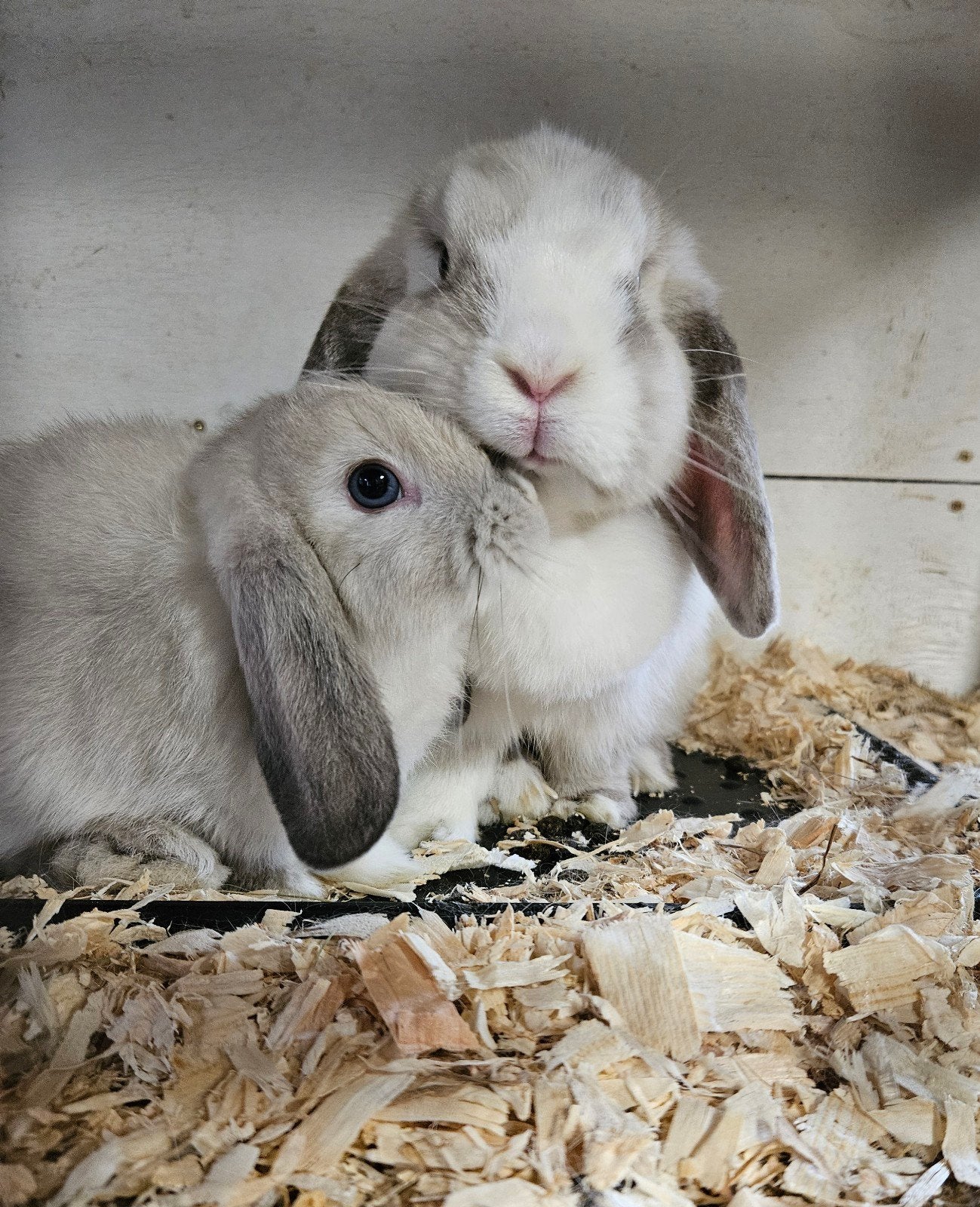 lieve Nederlandse hangoor dwergjes minilop, Meerdere dieren, Dwerg, Hangoor